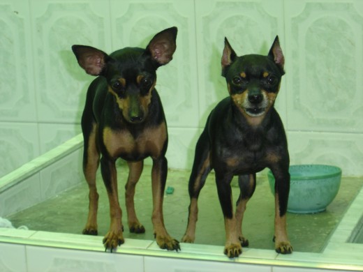 Hola! quiero enseñarles mi familia, a mi izquierda esta Jhon, el papá de mis crias.